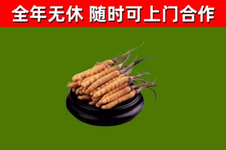 万宁回收冬虫夏草